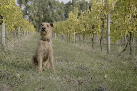 Seamus the Irish terrier at Heroes Vineyard, Murroon.