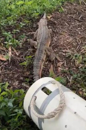 The crocodile being released after its visit to the service station.