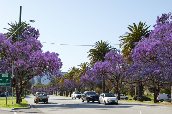 An artist’s render of the Shrine to Sea jacaranda trees in bloom. 