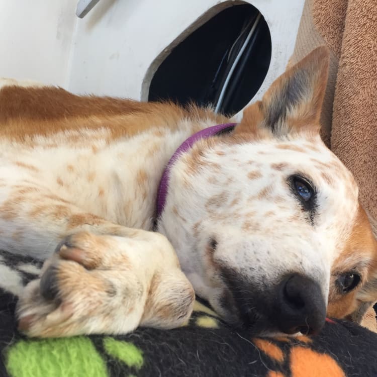 Sally the red heeler lounges on the yacht of her owners Kirsty Watson and Conn Williamson.