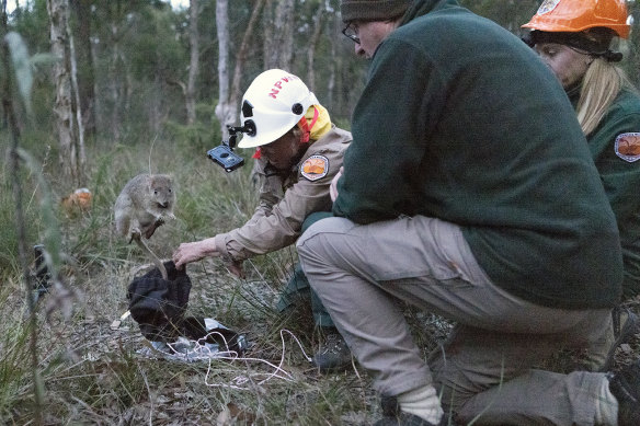 Eastern bettongs have been released into Yiraaldiya National Park. The small marsupials last roamed the Australian mainland more than 100 years ago.
