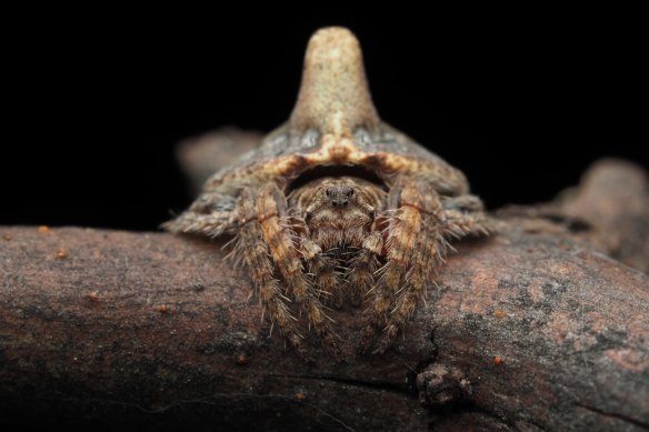 Scientists have discovered three new spiders in the Alpine region, including a wraparound spider that impersonates a tree branch.