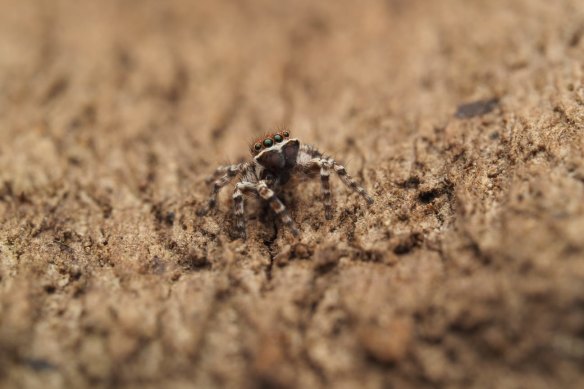 The smallest of the newly discovered species is a three-millimetre jumping spider that looks like a liquorice-all-sort. 