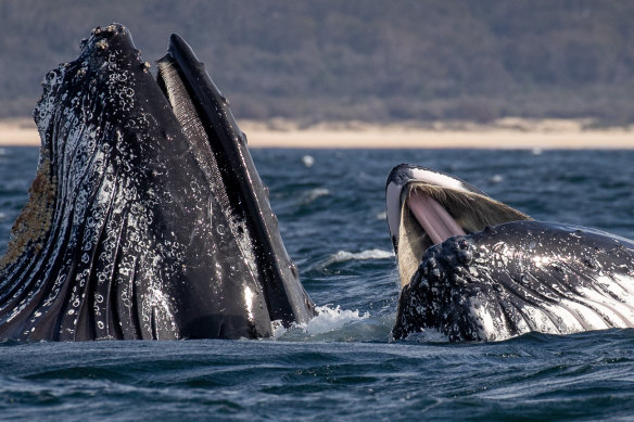 Humpback whales surfacing off Merimbula, on the NSW South Coast. Humpbacks have baleen, a type of filter instead of teeth that allows them to capture krill and other small fish.