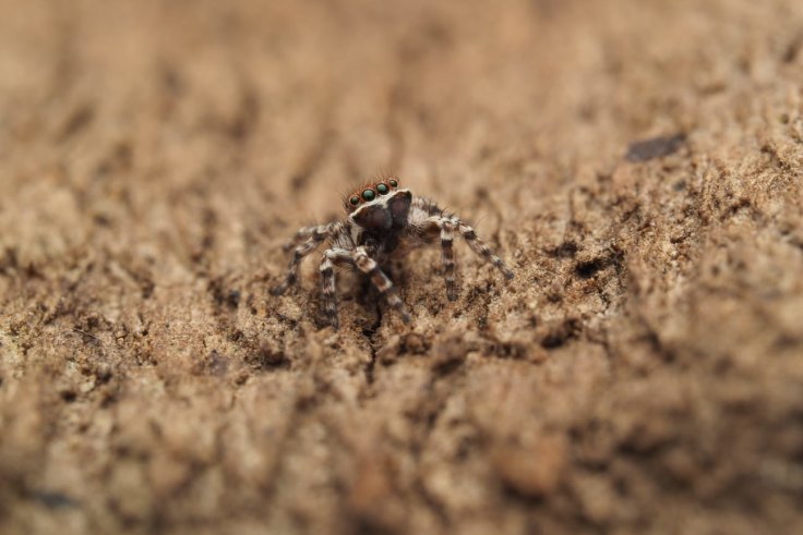 10 New Spider Species Discovered in Appalachia > Appalachian Voices