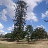 Youth gang allegedly behind attacks on tourists in Brisbane park