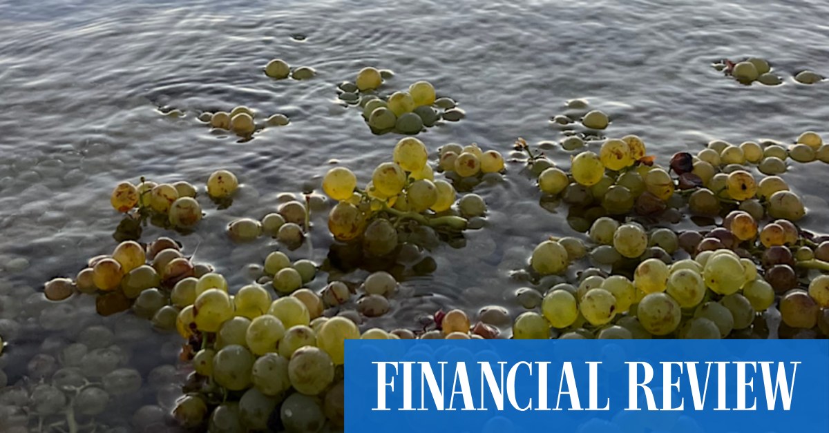 2022 LAS Vino Marea Vermentino: a wine made from grapes soaked in seawater - Vimarsana News