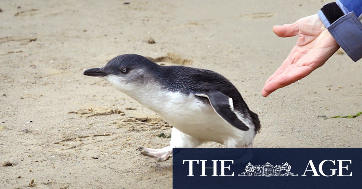 St Kilda penguin: Men allegedly kicked penguin near tram tracks - Vimarsana News