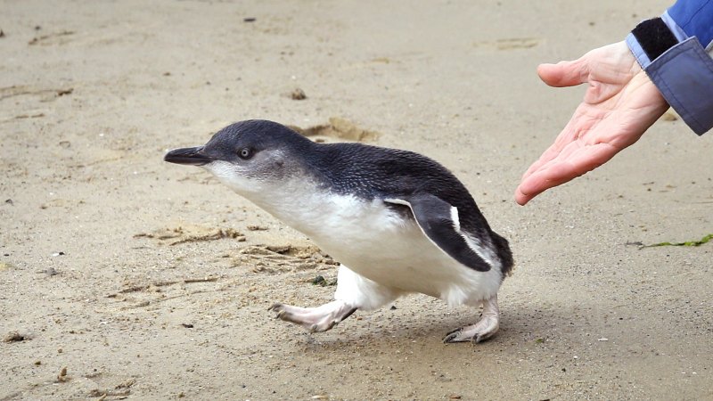 Hunt for alleged penguin kickers after St Kilda attack