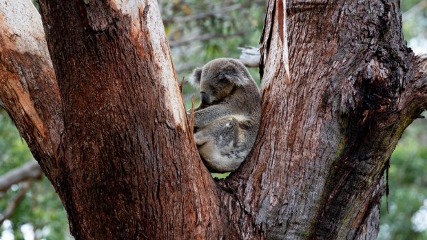 Environment Minister Sussan Ley has announced the koala has been added to the list of endangered animals. 