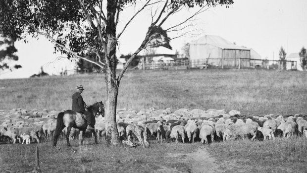 A drover and a flock of sheep  at Coates Park, New South Wales, October 1932.
