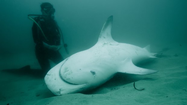 Shark nets and drum lines take their toll on marine life with questionable impacts on beach safety, experts say.