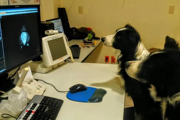 Two of the new study’s participants, Odin and Kun-kun, check out their own brain scans.