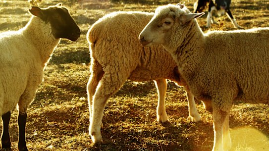 Animals Australia is bidding to stop the live export of tens of thousands of sheep.