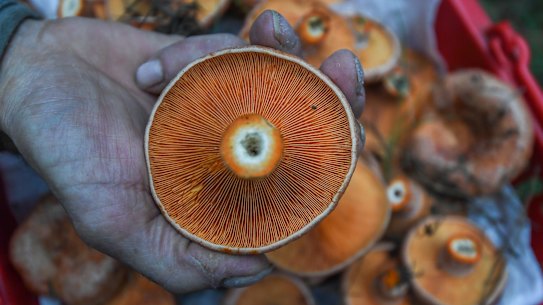 Foraged mushrooms have been off the menu at Good Food.