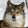 ‘Too successful’: European farmers want end to wolf protection