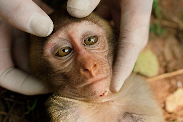 A monkey being examined from the documentary Sentient, directed by Tony Jones.