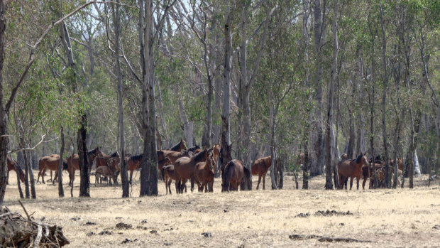 Recent drought has affected the horses' wellbeing.