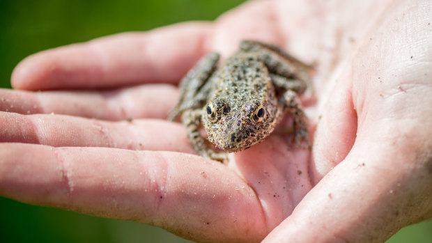 Researcher Jaime Smith holds a dusky gopher frog in the De Soto National Forest.
