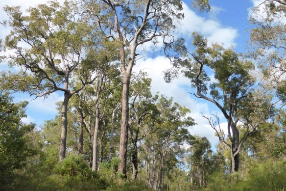 The northern jarrah forest extends from inland of Perth to south of Collie.