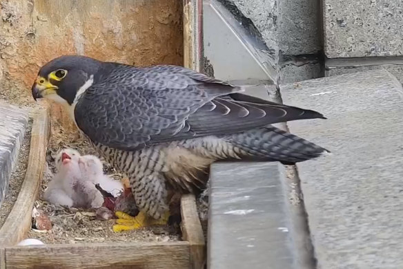 A female peregrine falcon feeds her baby chicks at 367 Collins Street in 2019.