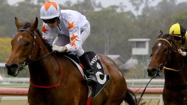 Hoof on the till: Asharani is bursting to win another race and is selected in race six.