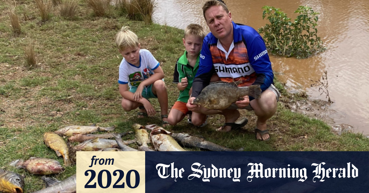 Wall Of Mud And Ash Fish Disaster Moves Across Murray Darling Basin