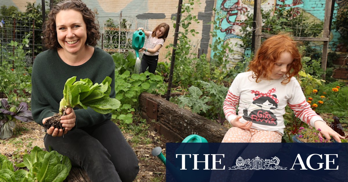 Cost of living: 'prolific' lettuce season without the outrageous prices for home gardeners - Vimarsana News