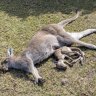14 kangaroos have been found dead on the NSW South Coast. 