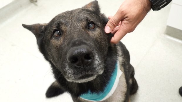 Police dog Kaos is recovering well at a vet clinic with handlers by his side.