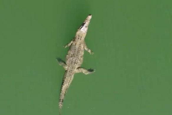 A crocodile near the Annan River bridge.