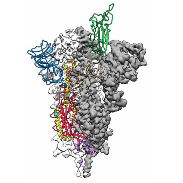 A 3D map of the virus' spike protein, which the team is attempting to copy using pioneering "molecular clamp" technology.
 