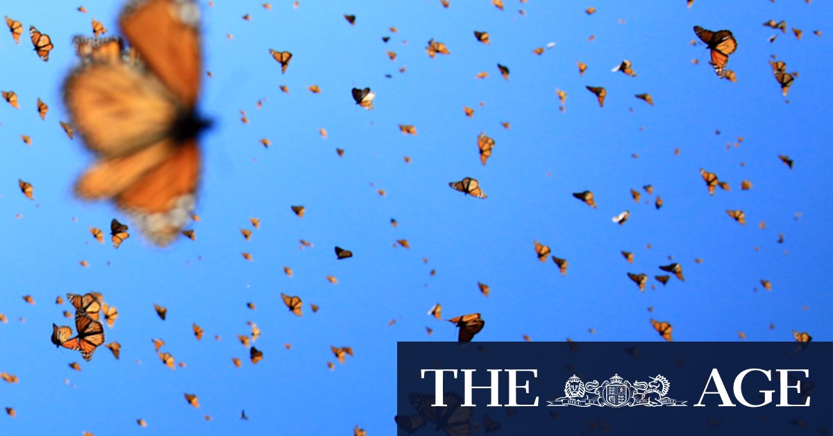 Monarch butterflies now two flutters from extinction, but tiger populations have increased - Vimarsana News