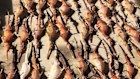 Dead sea life in SA caused by the algal bloom