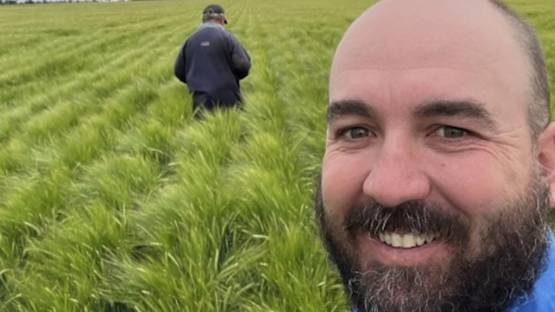 Farmers welcome wheat price spike after Iran conflict