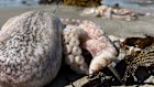 Our oceans are in crisis as a toxic algal bloom devastates commercial fisheries, tourism operators and oyster farmers in South Australia, while Queensland’s tour operators and fisheries also grapple with successive bleaching events on the Great Barrier Reef.