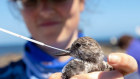 Migratory wild birds returning from Alaska and Siberia are being tested for the damaging h5N1 avian flu.