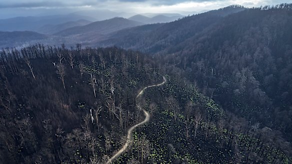 The Victorian government has renewed plans for logging in native forests, prompting criticism from conservation groups who say greater protections are needed due to the impact of last summer's bushfires, pictured here. 