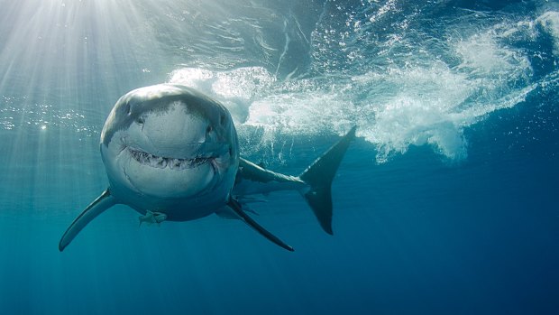 The Federal Court is considering an appeal of an Administrative Appeals Tribunal decision that effectively shuts down the shark control program on the Great Barrier Reef.
