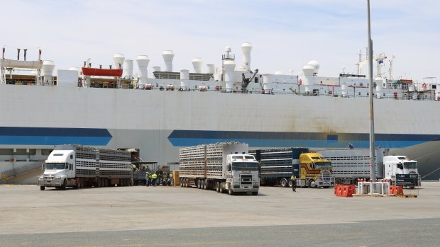 Sheep being loaded on the Al Messilah in 2018. 