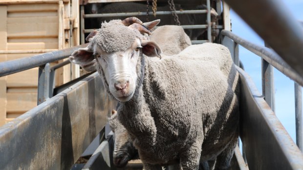 Sheep being loaded on the Al Messilah at Fremantle on December 5, 2018.