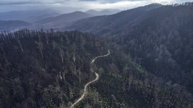 The Victorian government has renewed plans for logging in native forests, prompting criticism from conservation groups who say greater protections are needed due to the impact of last summer's bushfires, pictured here. 