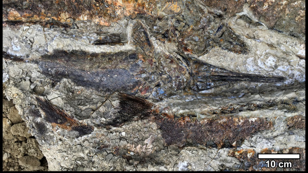 A tangled mass of fish from the deposit in North Dakota's Hell Creek formation. 