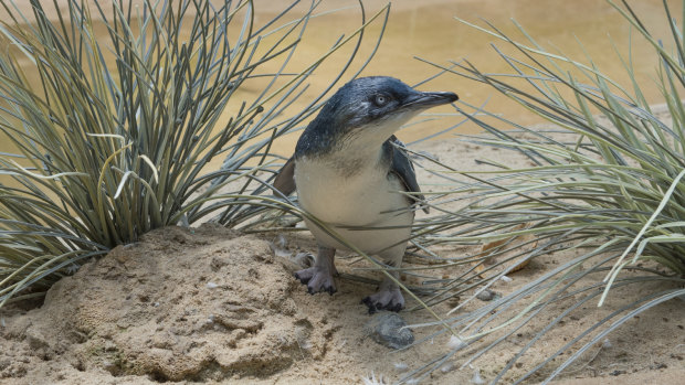 Little Blue Penguins are the smallest species of penguin and are found in New Zealand, Tasmania and South Australia.