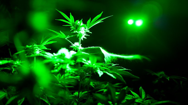 smh.com.au - Max Maddison - 'Little evidence': The flaw in the state's cannabis driving laws