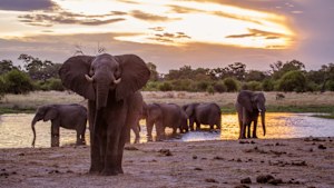 Botswana admiring the elephants drinking water.