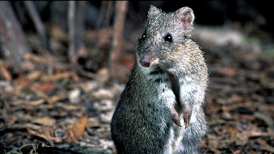 The Gilbert's potoroo is among nine mammals deemed by the federal government to be critically endangered, while two other potoroos are on the endangered list. The broad-faced potoroo, though, is one of 27 mammals in Australia deemed to have become extinct since the arrival of Europeans.