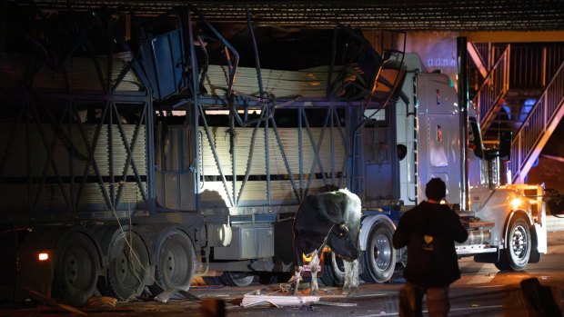 ‘Pain and fear’: 22 cows die after truck crashes into South Yarra bridge