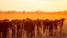 Australian Agricultural Company first half profit fell by one-third