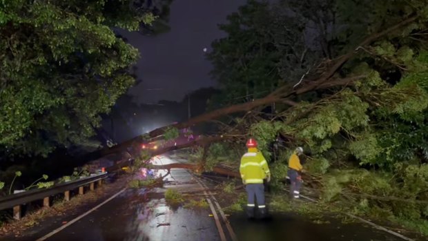 Crews worked overnight to remove a tree that fell across a road in  Kenthurst. 